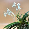 Neofinetia falcata Zuiun 瑞雲